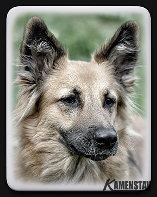 Pietní fotografie zvířat